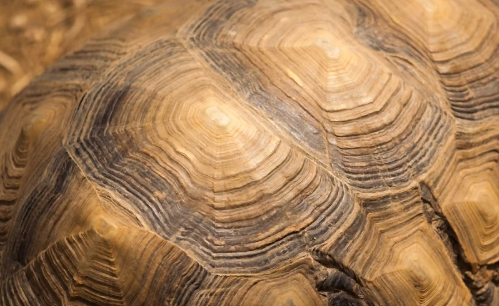 large-tortoise-bg