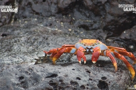 Crab BKG (©Mike Creighton) - 1280x720