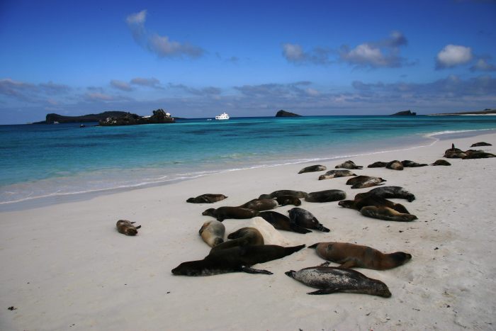 Lugares de Galápagos: Beach and Sea Lions © Vanessa Green