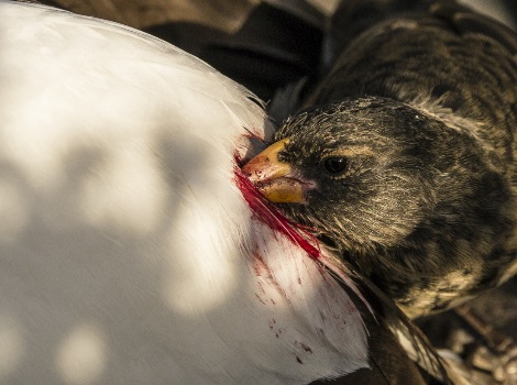 Galapagos Wildlife: Vampire Finch Feeding © Simon Pierce